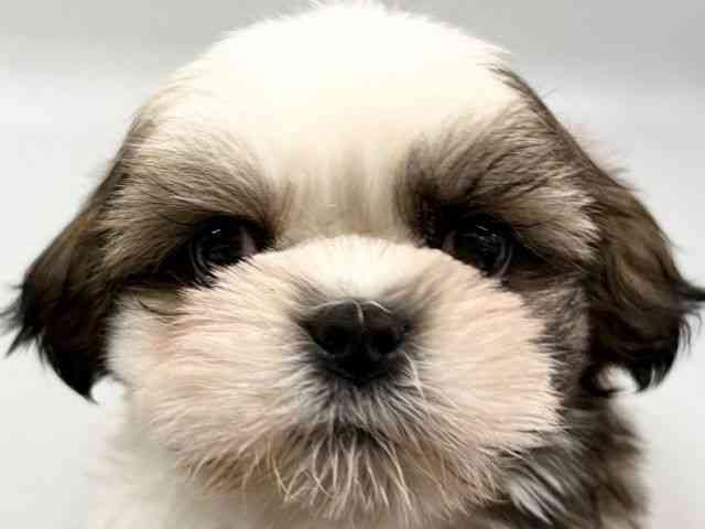 京都府のシーズー (ひごペットフレンドリー京都店/2026年2月9日生まれ/男の子/ゴールドホワイト)の子犬の1枚目の画像