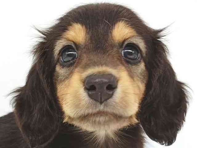 大阪府のミニチュアダックスフンド(ロング) (ひごペットフレンドリー泉ヶ丘店/2026年2月8日生まれ/男の子/ブラックタン)の子犬