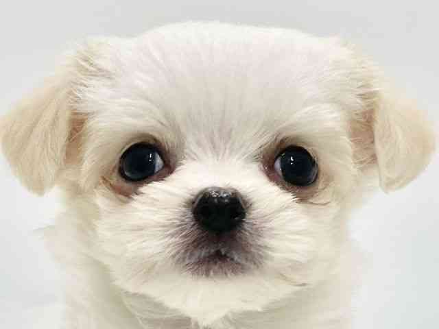 高知県のチワマル/マルチワ(チワワ×マルチーズ) (ひごペットフレンドリーイオンモール高知店/2026年2月8日生まれ/男の子/ホワイトクリーム)の子犬の1枚目の画像