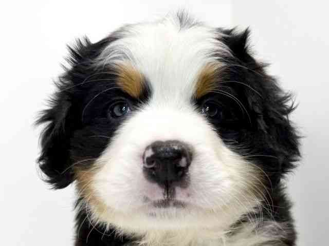 兵庫県のバーニーズマウンテンドッグ (ひごペットフレンドリーイトーヨーカドー明石店/2026年2月3日生まれ/女の子/ブラックラストホワイト)の子犬の1枚目の画像