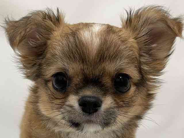 和歌山県のチワワ(ロング) (ひごペットフレンドリーパームシティ和歌山店/2026年2月8日生まれ/男の子/レッドホワイト)の子犬の1枚目の画像