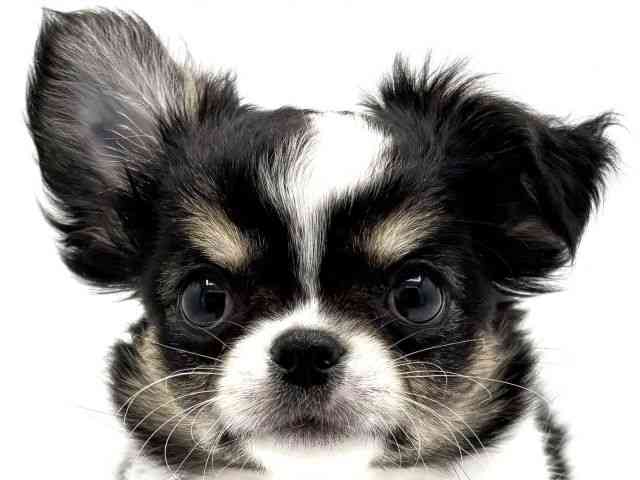 兵庫県のチワワ(ロング) (ひごペットフレンドリークラウンパーク伊丹店/2026年2月6日生まれ/女の子/トライカラー)の子犬の1枚目の画像