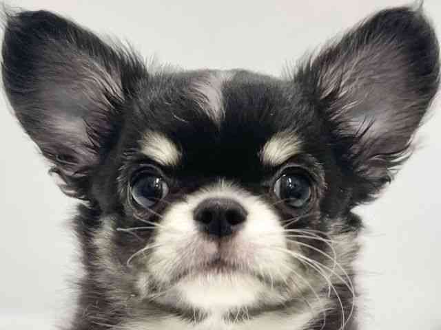 高知県のチワワ(ロング) (ひごペットフレンドリーイオンモール高知店/2026年2月4日生まれ/男の子/トライカラー)の子犬の1枚目の画像