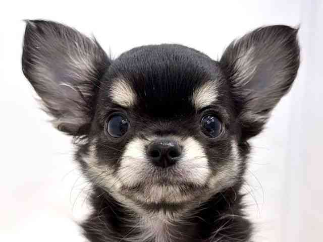 広島県のチワワ(ロング) (ひごペットフレンドリーゆめタウン廿日市店/2026年2月4日生まれ/男の子/トライカラー)の子犬の1枚目の画像