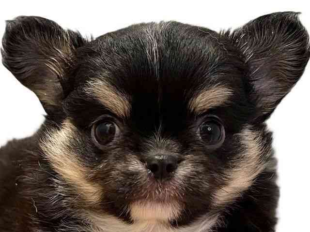 愛媛県のチワワ(ロング) (ひごペットフレンドリーエミフルMASAKI店/2026年2月7日生まれ/男の子/ブラッククリームホワイト)の子犬の1枚目の画像