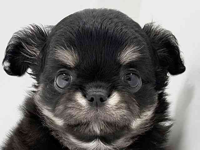 奈良県のチワワ(ロング) (ひごペットフレンドリーイオンモール橿原ウエスト・ビレッジ店/2026年2月7日生まれ/男の子/ブラッククリームホワイト)の子犬の1枚目の画像