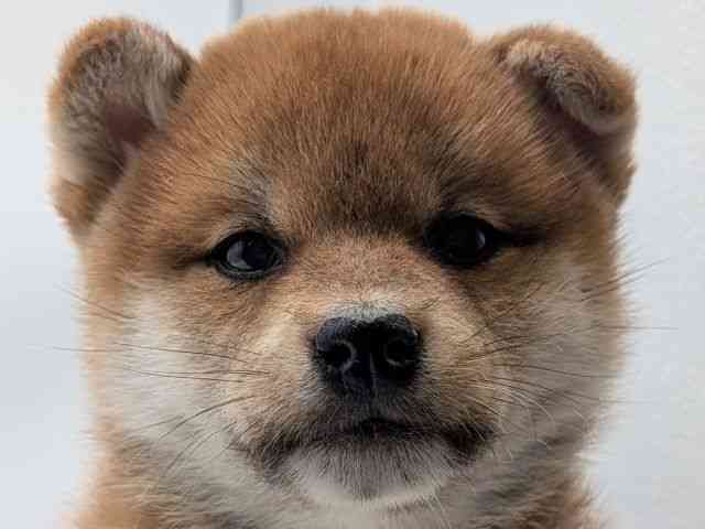 香川県の柴犬(標準サイズ) (ひごペットフレンドリーゆめタウン高松店/2026年2月9日生まれ/男の子/赤)の子犬の1枚目の画像