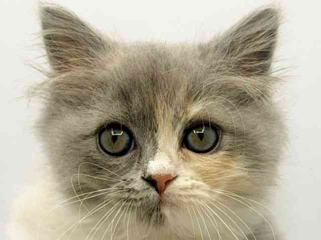 大阪府のスコティッシュフォールド (ひごペットフレンドリーみのおキューズモール店/2026年2月7日生まれ/女の子/ダイリュートキャリコ)の子猫の1枚目の画像