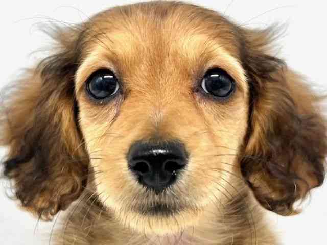 大阪府のミニチュアダックスフンド(ロング) (ひごペットフレンドリーイオンタウン豊中庄内店/2026年2月3日生まれ/女の子/レッド)の子犬の1枚目の画像