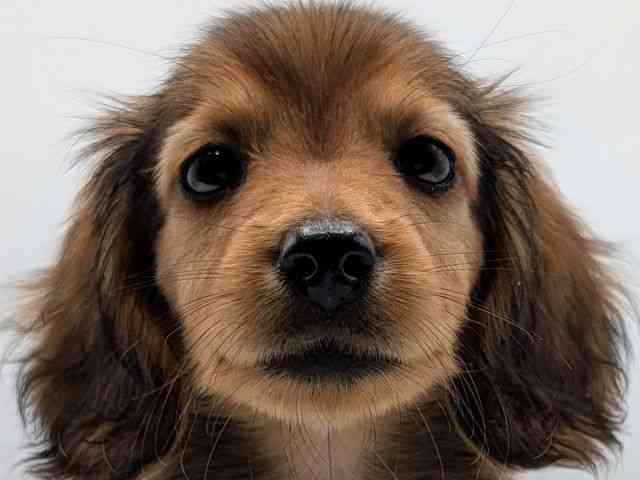 香川県のミニチュアダックスフンド(ロング) (ひごペットフレンドリーゆめタウン高松店/2026年2月3日生まれ/女の子/レッド)の子犬の1枚目の画像