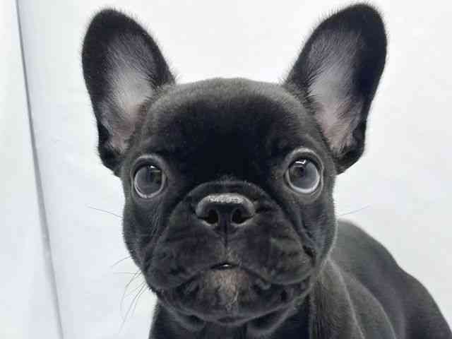 大阪府のフレンチブルドッグ (ひごペットフレンドリーイトーヨーカドー津久野店/2026年2月9日生まれ/女の子/ブリンドル)の子犬の1枚目の画像