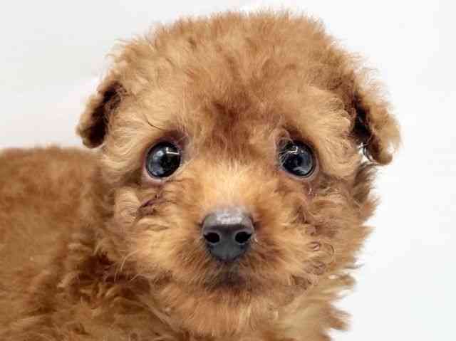 奈良県のトイプードル(トイ) (ひごペットフレンドリートナリエ大和高田店/2026年2月9日生まれ/男の子/レッド)の子犬の1枚目の画像