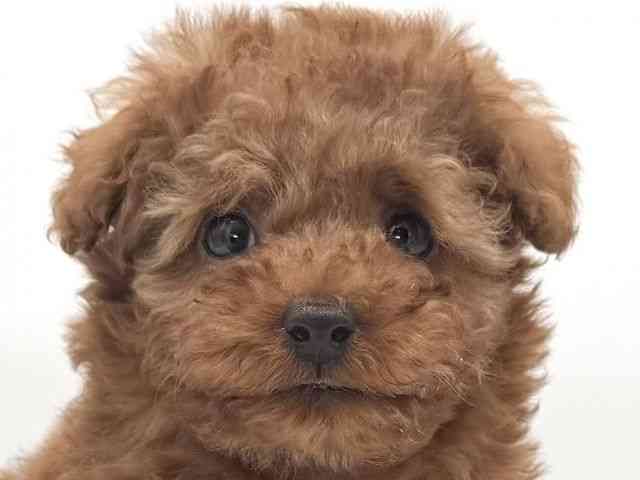 大阪府のトイプードル(トイ) (ひごペットフレンドリーイオンそよら海老江店/2026年2月9日生まれ/男の子/レッド)の子犬の1枚目の画像