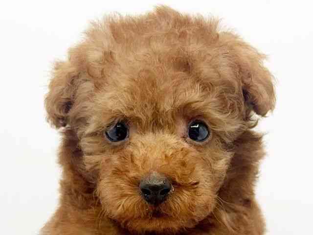 大阪府のトイプードル(トイ) (ひごペットフレンドリーみのおキューズモール店/2026年2月9日生まれ/男の子/レッド)の子犬の1枚目の画像