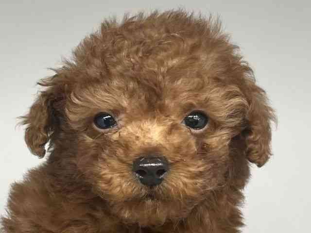 徳島県のトイプードル(トイ) (ひごペットフレンドリーゆめタウン徳島店/2026年2月9日生まれ/男の子/レッド)の子犬の1枚目の画像