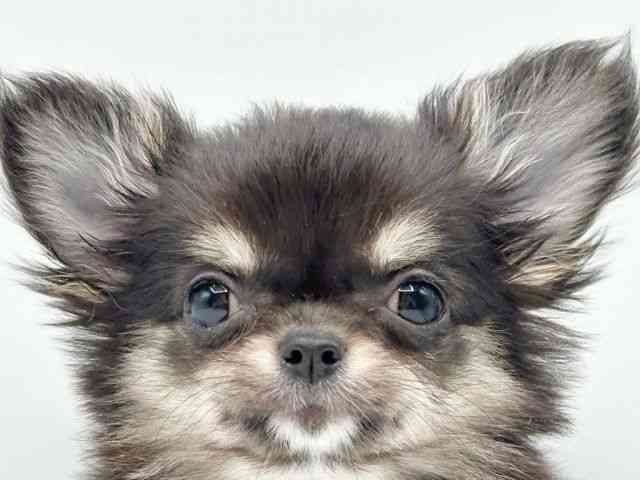 京都府のチワワ(ロング) (ひごペットフレンドリーイオンモール高の原店/2026年1月27日生まれ/男の子/ブラックタンホワイト)の子犬の1枚目の画像