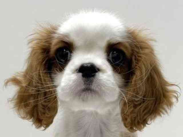 愛知県のキャバリアキングチャールズスパニエル (ひごペットフレンドリーららぽーと名古屋みなとアクルス店/2026年2月8日生まれ/女の子/ブレンハイム)の子犬の1枚目の画像