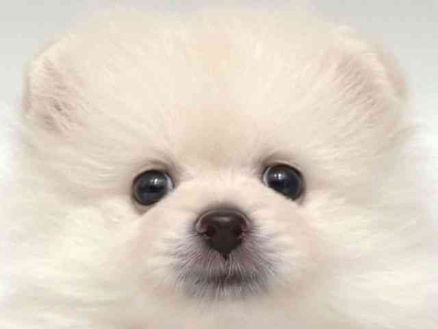 大阪府のポメラニアン (ひごペットフレンドリー岸和田店/2026年2月8日生まれ/男の子/クリーム)の子犬