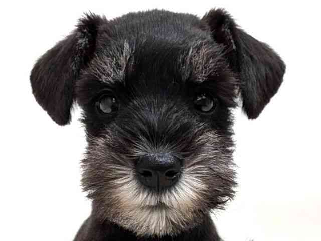 広島県のミニチュアシュナウザー (ひごペットフレンドリーゆめタウン廿日市店/2026年2月8日生まれ/女の子/ブラックシルバー)の子犬の1枚目の画像