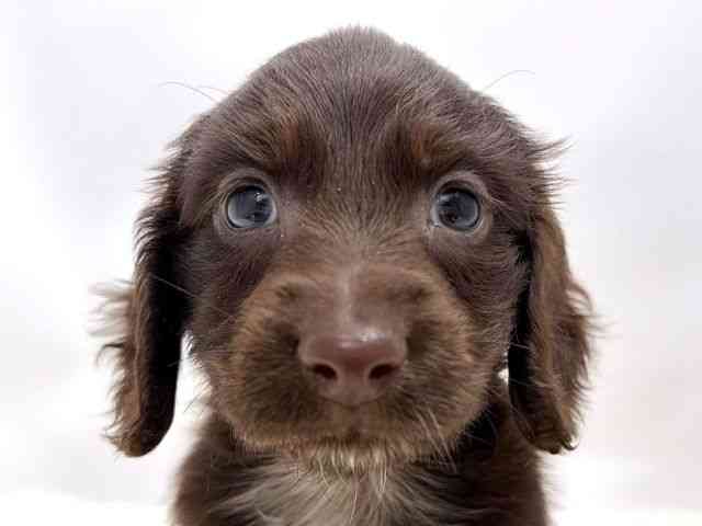 広島県のミニチュアダックスフンド(ロング) (ひごペットフレンドリーゆめタウン廿日市店/2026年2月7日生まれ/男の子/チョコレートソリッド)の子犬の1枚目の画像