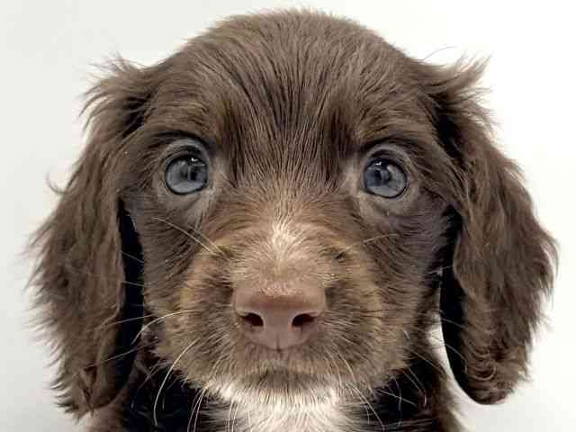 大阪府のミニチュアダックスフンド(ロング) (ひごペットフレンドリーららぽーとEXPOCITY店/2026年2月7日生まれ/男の子/チョコレートソリッド)の子犬の1枚目の画像