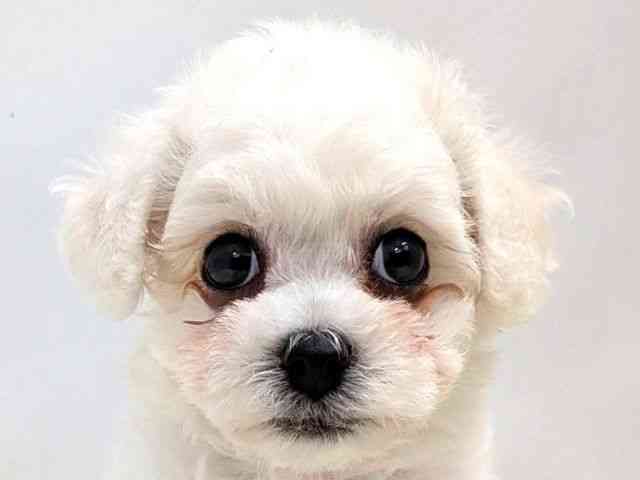 広島県のビションフリーゼ (ひごペットフレンドリーゆめタウン廿日市店/2026年2月8日生まれ/女の子/ホワイト)の子犬の1枚目の画像