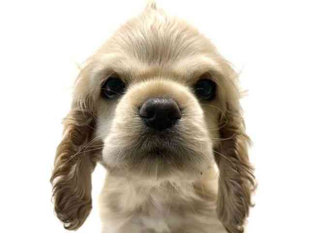 大阪府のアメリカンコッカースパニエル (ひごペットフレンドリーイオン高槻店/2026年2月7日生まれ/女の子/バフ)の子犬の1枚目の画像