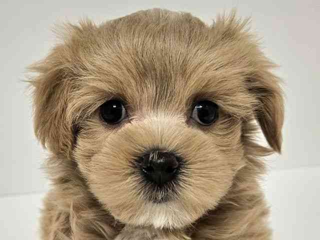 愛知県のマルプー(マルチーズ×プードル) (ひごペットフレンドリーイトーヨーカドー知多店/2026年2月5日生まれ/男の子/オレンジフォーン)の子犬の1枚目の画像