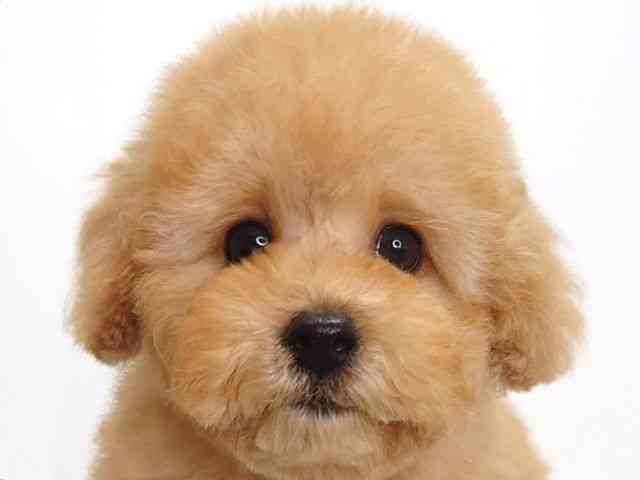 大阪府のトイプードル(トイ) (ひごペットフレンドリーいこらもーる泉佐野店/2026年2月6日生まれ/女の子/オレンジフォーン)の子犬の1枚目の画像