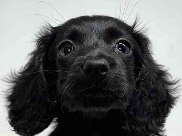 大阪府のミニチュアダックスフンド(ロング) (ひごペットフレンドリーセブンパーク天美店/2026年2月8日生まれ/女の子/ブラックソリッド)の子犬の1枚目の画像