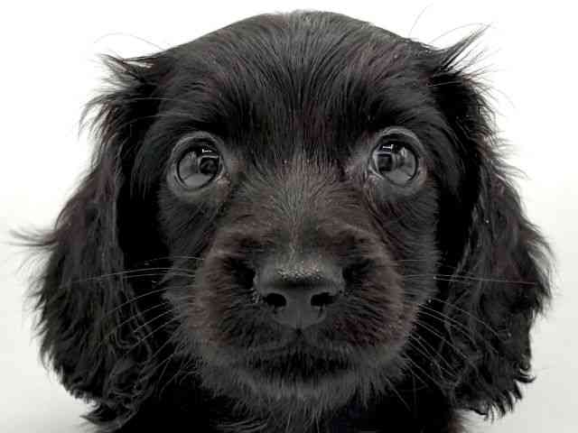 大阪府のミニチュアダックスフンド(ロング) (ひごペットフレンドリーららぽーとEXPOCITY店/2026年2月8日生まれ/女の子/ブラックソリッド)の子犬の1枚目の画像