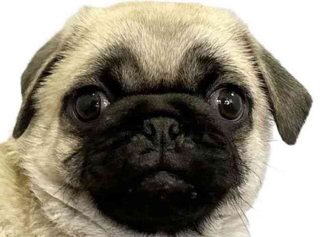 愛媛県のパグ (ひごペットフレンドリーエミフルMASAKI店/2026年2月10日生まれ/男の子/フォーン)の子犬の1枚目の画像