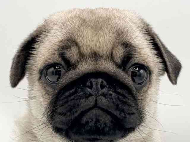 大阪府のパグ (ひごペットフレンドリーららぽーとEXPOCITY店/2026年2月10日生まれ/男の子/フォーン)の子犬