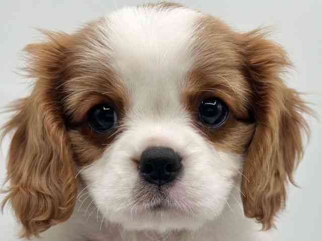 香川県のキャバリアキングチャールズスパニエル (ひごペットフレンドリーゆめタウン高松店/2026年2月9日生まれ/女の子/ブレンハイム)の子犬の1枚目の画像