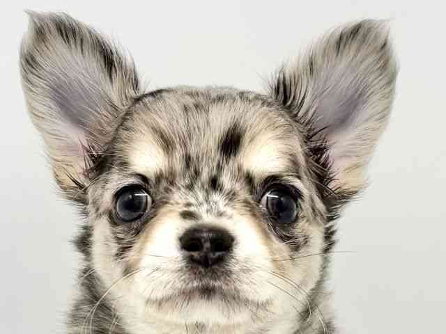 大阪府のチワワ(ロング) (ひごペットフレンドリーイオンタウン豊中庄内店/2026年2月10日生まれ/女の子/ブルーマール)の子犬