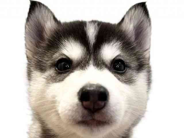 愛媛県のシベリアンハスキー (ひごペットフレンドリーエミフルMASAKI店/2026年2月10日生まれ/女の子/ブラックホワイト)の子犬の1枚目の画像