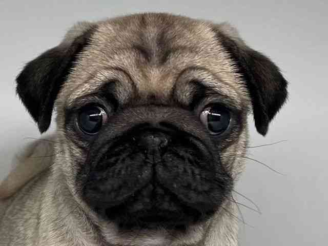 徳島県のパグ (ひごペットフレンドリーゆめタウン徳島店/2026年2月9日生まれ/男の子/フォーン)の子犬の1枚目の画像