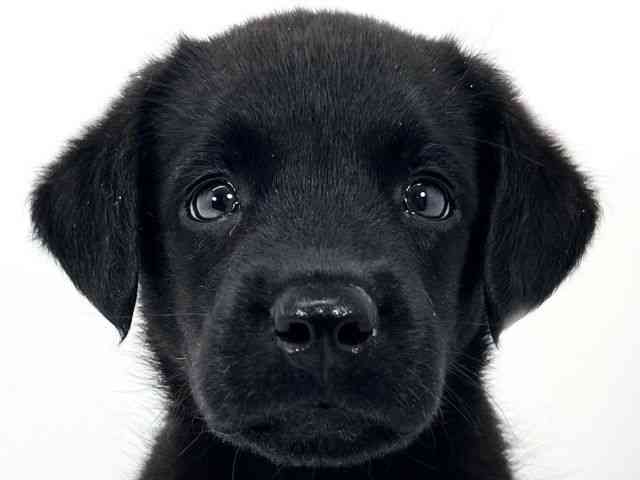 京都府のラブラドールレトリーバー (ひごペットフレンドリーイズミヤショッピングセンター八幡店/2026年2月10日生まれ/男の子/ブラック)の子犬