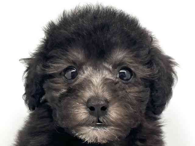 京都府のトイプードル(トイ) (ひごペットフレンドリー洛北阪急スクエア店/2026年2月9日生まれ/男の子/シルバー)の子犬の1枚目の画像