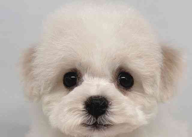 鳥取県のビションフリーゼ (ひごペットフレンドリーイオンモール鳥取北店/2026年2月9日生まれ/女の子/ホワイト)の子犬の1枚目の画像