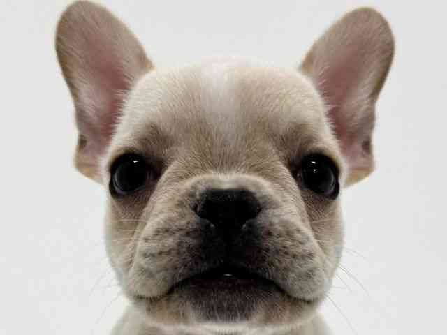 大阪府のフレンチブルドッグ (ひごペットフレンドリーくずはモール店/2026年1月13日生まれ/男の子/クリーム)の子犬