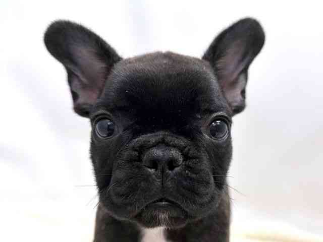 広島県のフレンチブルドッグ (ひごペットフレンドリーゆめタウン廿日市店/2026年1月13日生まれ/男の子/ブリンドル)の子犬の1枚目の画像