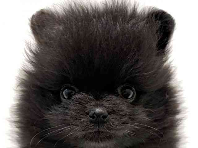 大阪府のポメラニアン (ひごペットフレンドリーイオン高槻店/2026年2月8日生まれ/女の子/ブラック)の子犬