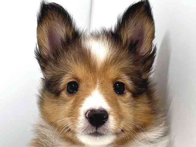 奈良県のシェットランドシープドッグ (ひごペットフレンドリー奈良パワーシティ店/2026年2月10日生まれ/男の子/セーブルホワイト)の子犬