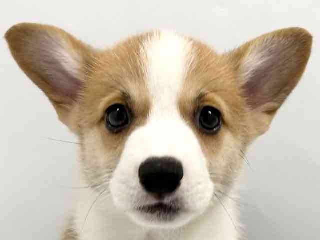 京都府のウェルシュコーギーペンブローク (ひごペットフレンドリー京都店/2026年2月8日生まれ/男の子/レッドホワイト)の子犬の1枚目の画像