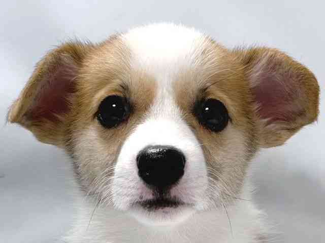 大阪府のウェルシュコーギーペンブローク (ひごペットフレンドリー堺プラットプラット店/2026年2月8日生まれ/女の子/レッドホワイト)の子犬の1枚目の画像