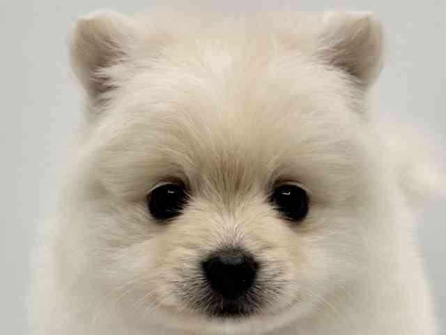 大阪府のポメラニアン (ひごペットフレンドリーみのおキューズモール店/2026年2月9日生まれ/男の子/ホワイト)の子犬の1枚目の画像