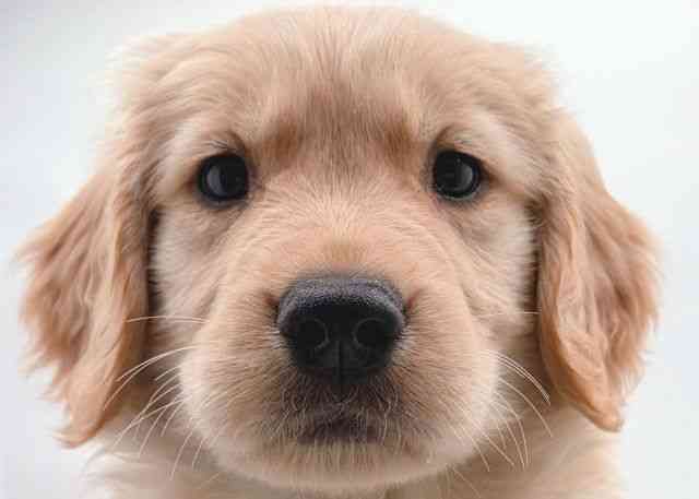 島根県のゴールデンレトリバー (ひごペットフレンドリーイオン松江ショッピングセンター店/2026年2月10日生まれ/女の子/ゴールデン)の子犬の1枚目の画像