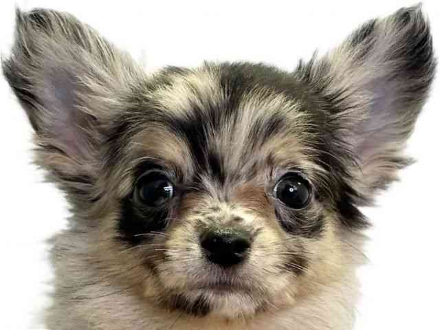 愛媛県のチワワ(ロング) (ひごペットフレンドリーエミフルMASAKI店/2026年2月10日生まれ/男の子/ブルーマール)の子犬の1枚目の画像