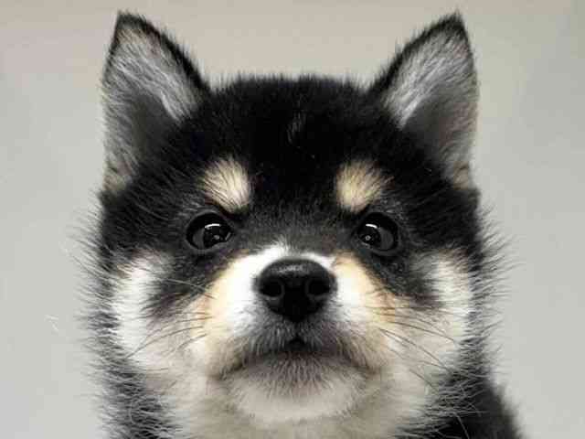 大阪府の柴犬(標準サイズ) (ひごペットフレンドリーセブンパーク天美店/2026年1月20日生まれ/男の子/黒)の子犬の1枚目の画像